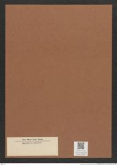 Diatomeae indet. Zeichnungen Sammlung Grunow Mappe 03286 (Herbarium_W_Grunow_drawings_Folder_03286)